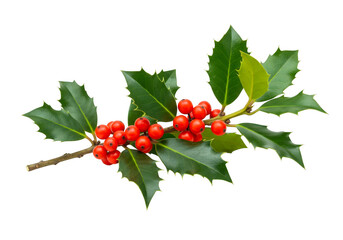 A sprig of holly with red berries isolated on transparent background