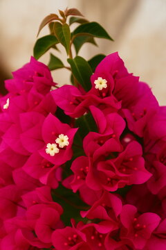 Bougainvillea flower the in garden