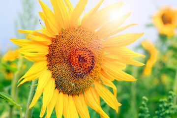 Obraz premium Beautiful sunflowers against cloudy sky with bright light in sky close up