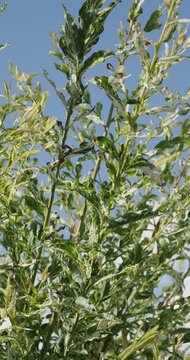 Salix integra | Harlekin-Weide 'Hakuro Nishiki'. Panaschierte Zierstrauch mit Aufrechten graugr&uuml;ner Zweigen. Gr&uuml;n-wei&szlig; Bl&auml;tter wirtelf&ouml;rmig, l&auml;nglich, mit kurzen Blattstielen, fein gez&auml;hnt 
