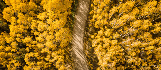 Dirt road winding through beautiful yellow aspen forest during golden sunset in peak fall foliage at Crested Butte, Colorado, USA. Aerial view of scenic wood landscape in autumn season