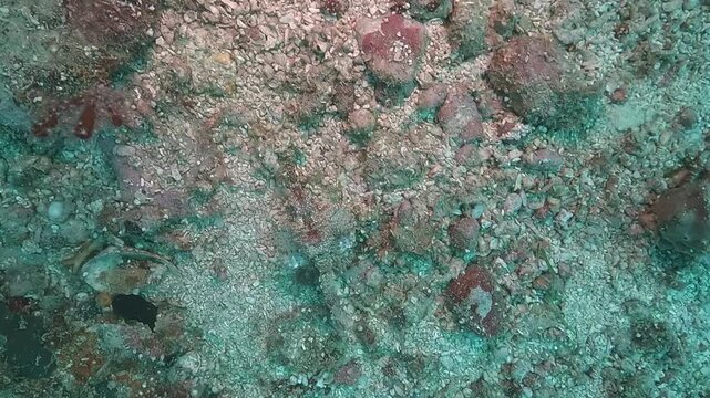 A small dragonfish, also known as seamoth or Pegasus fish - Eurypegasus-draconis, crawls slowly over a rocky seabed in the Philippines. Check my portfolio for more dragonfish footage.