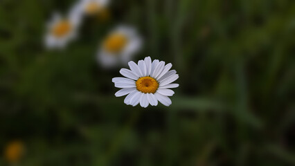 Close-up view of daisy flower.