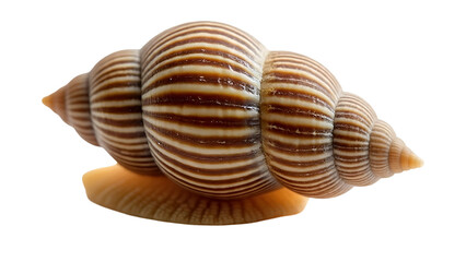 Sea Snail with Patterned Shell Isolated on White