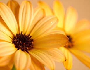 Yellow flowers of rudbeckia on a light background close-up