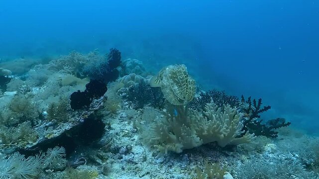Close-up of a cuttlefish &ndash; Sepiida &ndash; shifting its skin coloration while resting on the sandy seabed, using chromatophores for camouflage and communication. Filmed in the Philippines. 