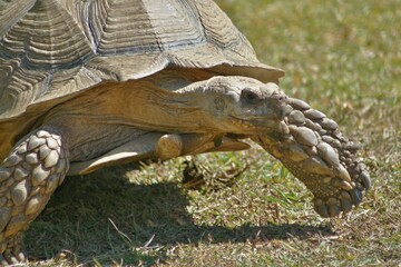 African spurred tortoise walking on grass in natural habitat