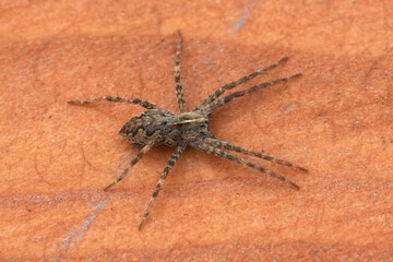 Closeup on a juvenile Nursery web spider, Pisaura mirabilis on wood