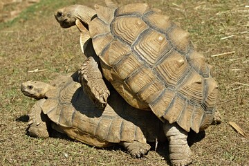 Two African spurred tortoises mating on dry grass in natural environment