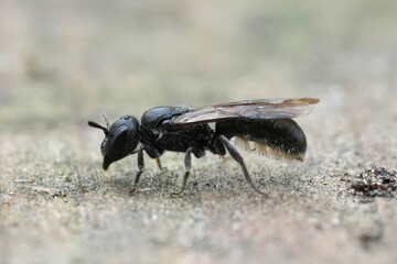 Closeup on a female small scissor bee, Chelostoma campanularum