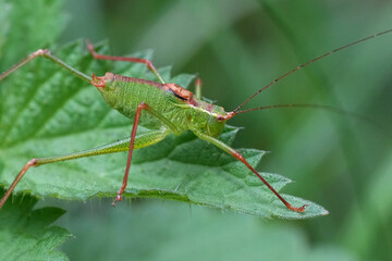 Closeup on a speckled bush cricket, Leptophyes punctatissima