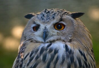 snowy owl portrait