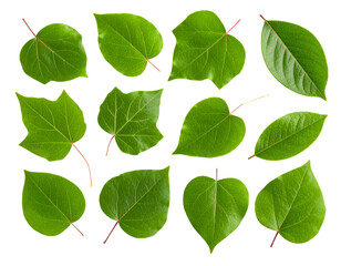Fototapeta premium Set of Lush Green Foliage, Cut Out on Transparent Background PNG