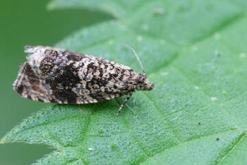 Closeup on a small tortricid moth, Celypha lacunana, on a green leaf