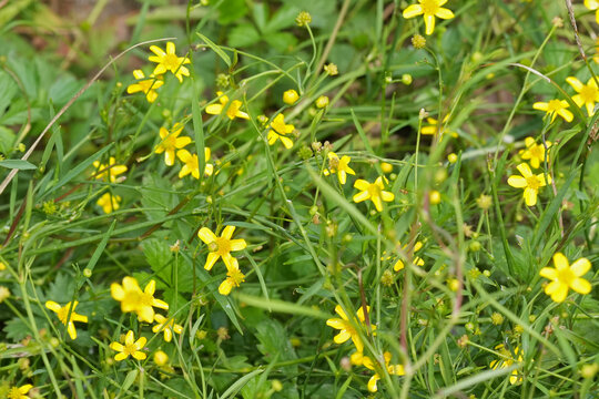 Closeup on the small yellow flowers of a banewort or greater creeping spearwort,  Ranunculus flammula