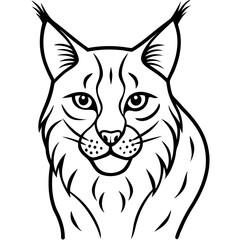 White Background Lynx