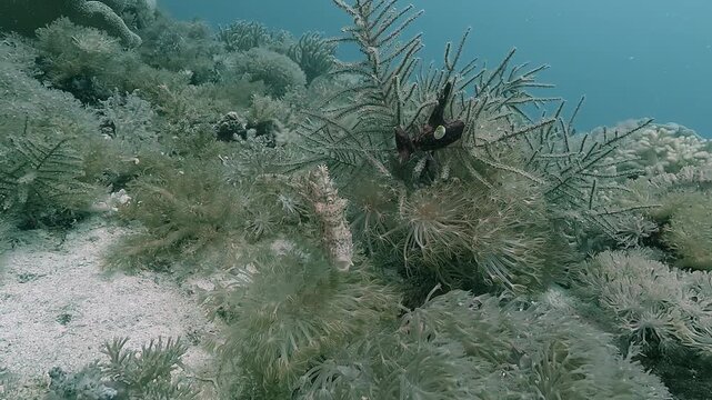 Close-up of a strapweed filefish - Pseudomonacanthus macrurus - camouflaged while searching for food among sea plants on the seabed in the Philippines. Check my portfolio for more filefish footage.