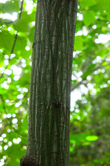 green-thorned maple (Acer tegmentosum)