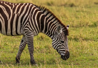 Naklejka premium A striking close-up zebra portrait showcasing bold black-and-white stripes in perfect symmetry.