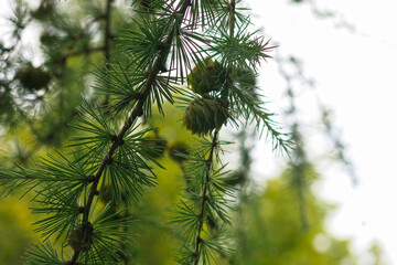 Obraz premium Cones on Siberian larch (Larix sibirica)