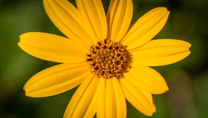 Obraz premium Close-up view of a vibrant yellow flower, showcasing its intricate details and rich hues against a blurred green background.