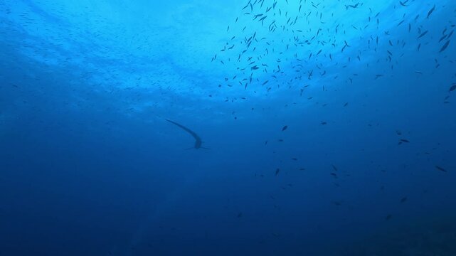Wide shot of a thresher shark &ndash; Alopias pelagicus &ndash; swimming in the distance just below the surface, showing its elongated tail and streamlined body. Filmed in Malapascua, Philippines. 