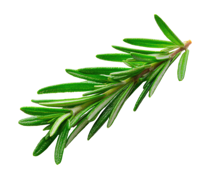 Close-up of a fresh rosemary sprig.  Bright green leaves, pointed tips,  and slender stems are sharply defined against a black background