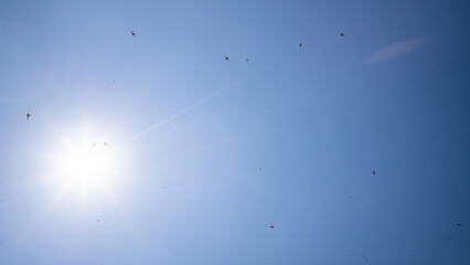 flock of birds