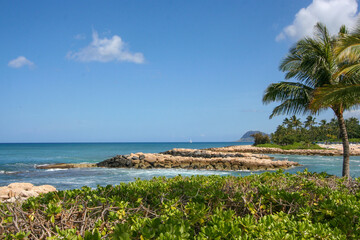 Tropical Palm Trees and Rocky Shoreline
