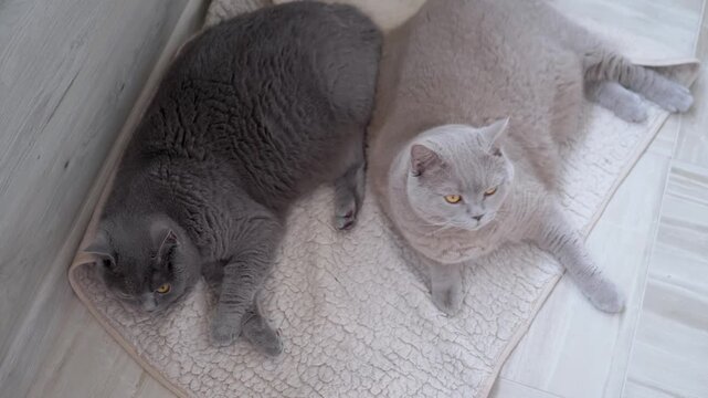 Top view, Two large grey British cats lie together on tiled floor of the balcony. The pedigree fat fluffy cats with green eyes are looking around, resting in the room.