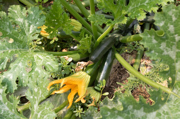 Young zucchini in the garden.