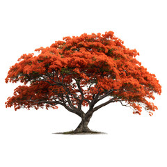 Orange textured Delonix Regia stands with natural lighting, ideal for tropical branding, outdoor templates, or digital backdrop use.