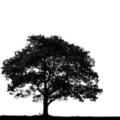 Black and white stylized tree stands silhouetted, providing graphic texture for posters, branding, and social media.