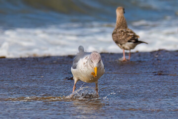 Aufnahme einer Silbermöwe mit einem Seestern im Schnabel, am Strand.