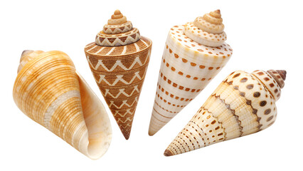 four common sea shell cones collection  isolated on transparent background