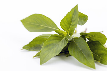Fresh green Thai basil leaves on white background aromatic herb with vibrant color used in Asian...