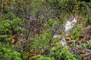 Katze erkundet das Dickicht in einem gr&uuml;nen Umfeld w&auml;hrend des Tages