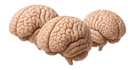 Set of human brain models isolated.
