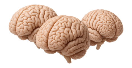 Set of human brain models isolated.