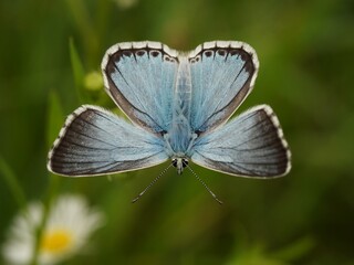 Bläuling