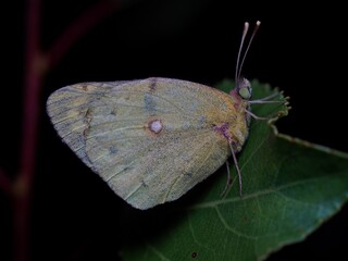 Obraz premium Colias sp.