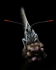 Grau blauer bl&auml;uling