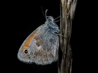 kleines Wiesenv&ouml;gelchen