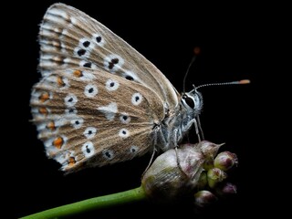 Grau-Blauer-Bl&auml;uling