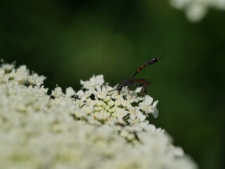 Insekt auf Blume