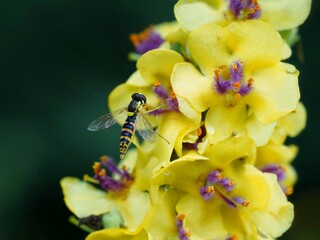 Schwebefliege auf schwarzer Königskerze