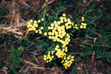 A bunch of yellow flowers are growing in the grass