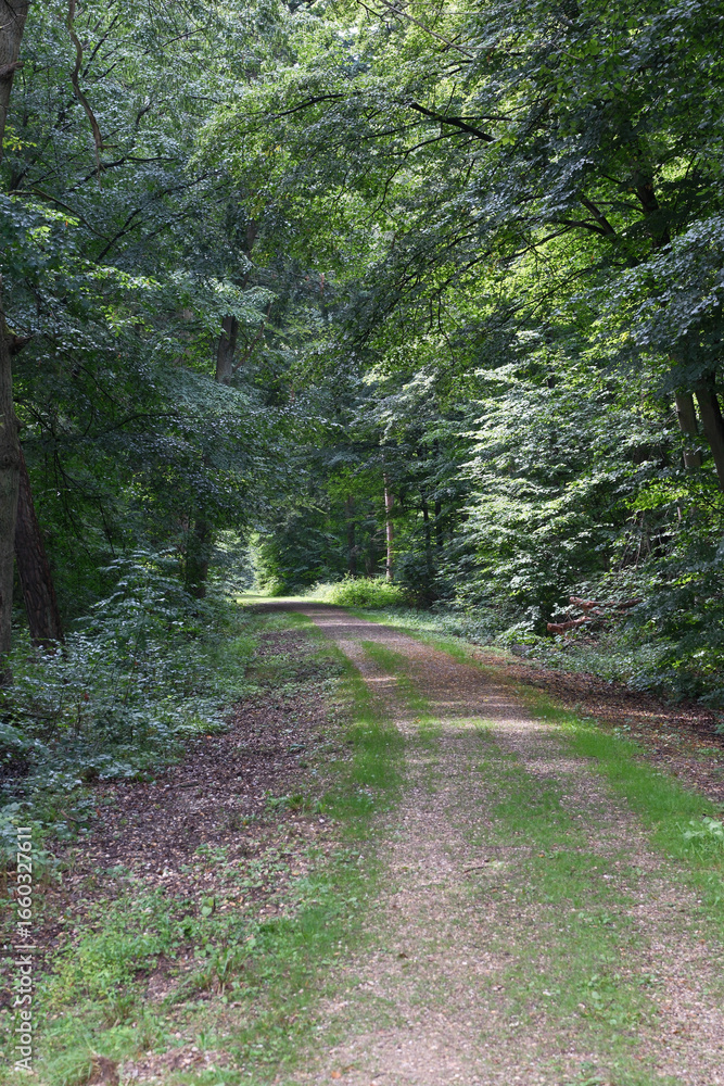 Poster a path through a forest with trees on either side