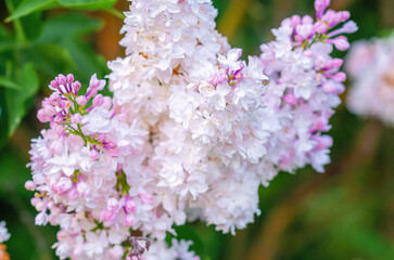 Light purple lilac flowers with spotted faded petals on bush with green leaves. Seasonality
