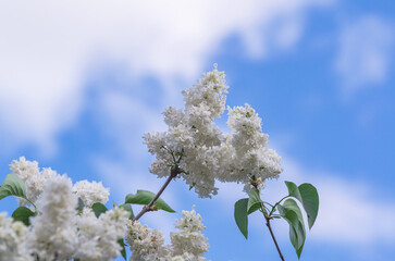 White lilac against blue sky with fluffy white clouds. Decorative branch of white lilac on sunny day